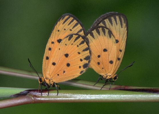 Pentila pauli copula